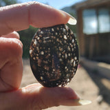 Black and Clear Cell Dino Bone Cabochon