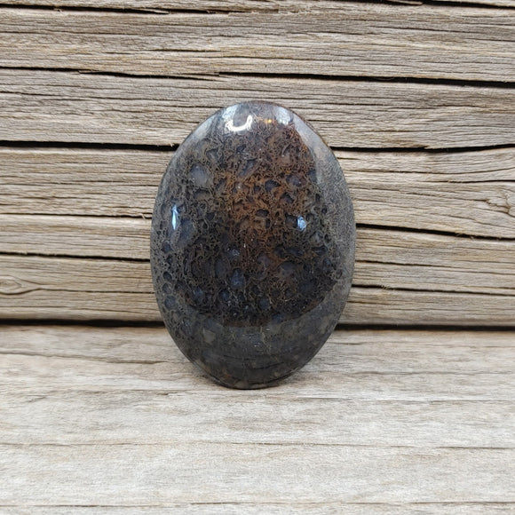 Black and Clear Cell Dino Bone Cabochon