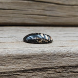 Oval Black and Pink Dino Bone Cabochon